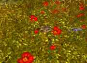 Level 1 Rabbit. Located behind Devona on top of hill. Pre-searing.